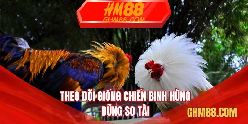 Theo dõi giống chiến binh hùng dũng so tài